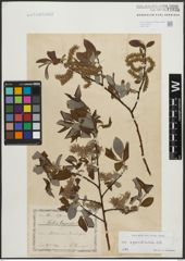 Foto von Salix appendiculata Vill.